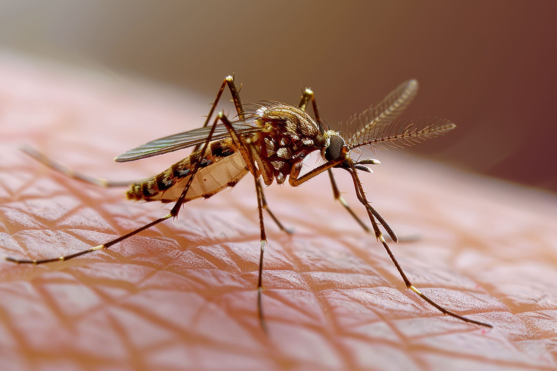 anopheles mosquito causes malaria