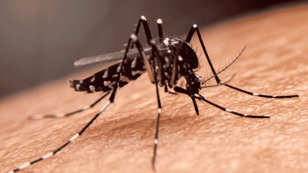 Dengue caused by Aedes aegypti mosquito