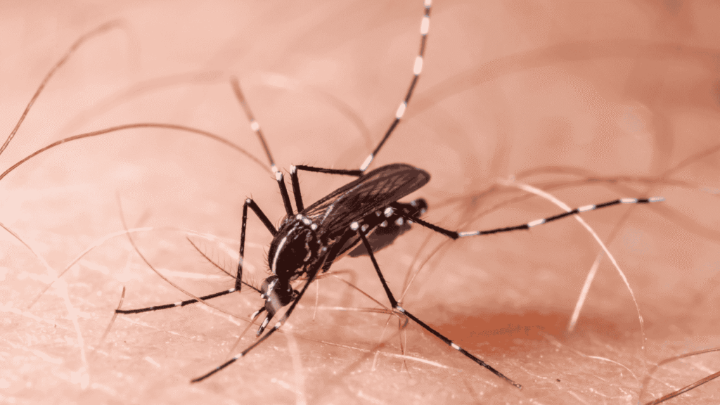 Chikungunya caused by Aedes Mosquito